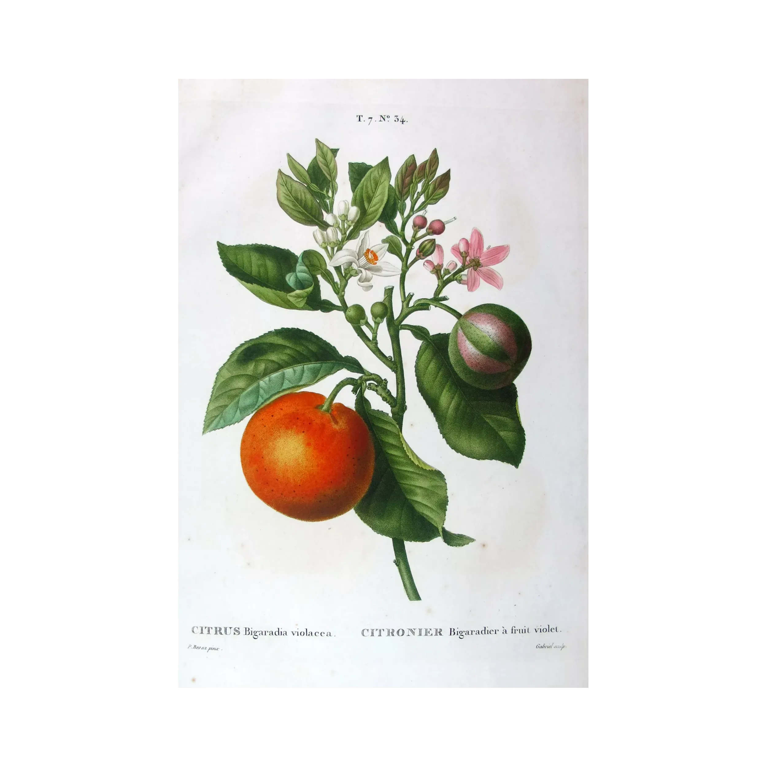 Antique Botanical Print – Pancrace Bessa – Lime Fruit