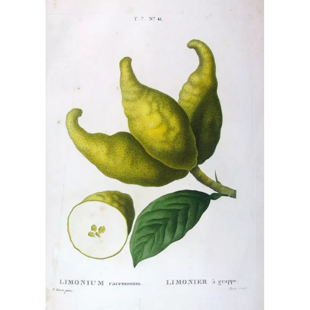 Antique Botanical Print – Pancrace Bessa – Bitter Orange, Neroli Oil