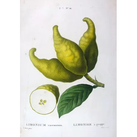 Antique Botanical Print – Pancrace Bessa – Bitter Orange, Neroli Oil
