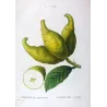 Bitter Orange, Neroli Oil, (*Citrus Bigaradia*,Citronnier Bigarrade, Antique botanical by Bessa (c.1801-1819)