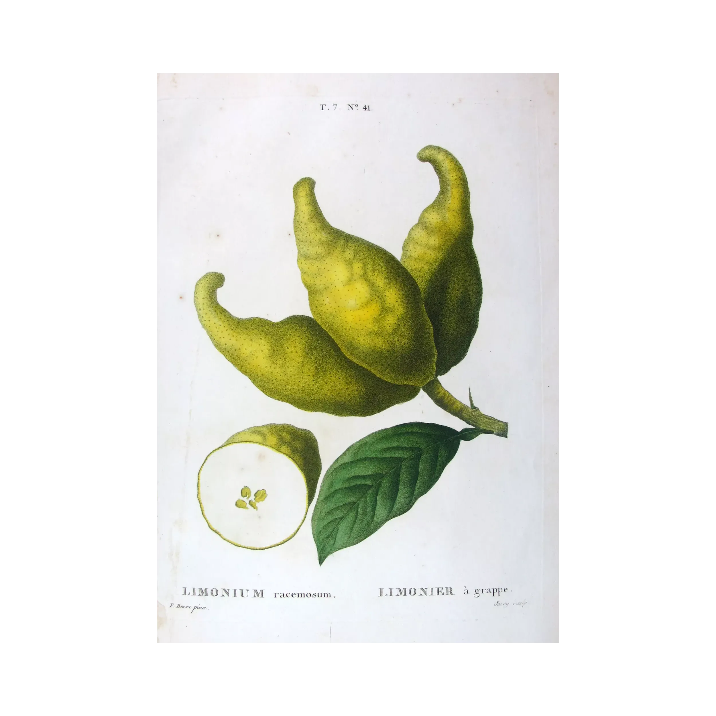 Antique Botanical Print – Pancrace Bessa – Bitter Orange, Neroli Oil