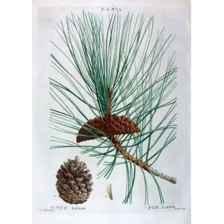 Antique Botanical Print – Pierre-Joseph Redouté – Laricio Pine