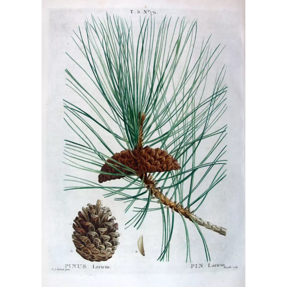 Antique Botanical Print – Pierre-Joseph Redouté – Laricio Pine