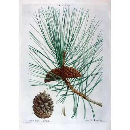 Antique Botanical Print – Pierre-Joseph Redouté – Laricio Pine