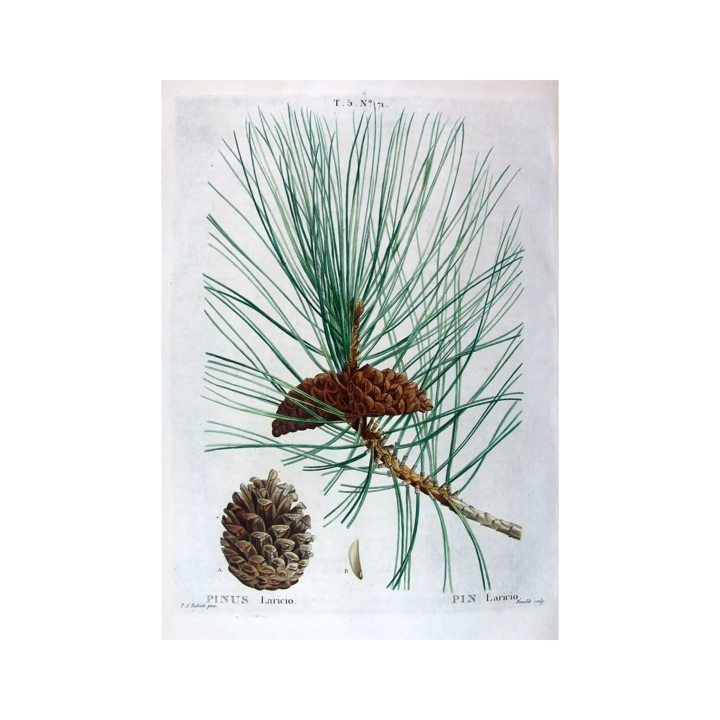 Antique Botanical Print – Pierre-Joseph Redouté – Laricio Pine