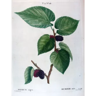 Antique Botanical Print – Pierre-Joseph Redouté – Black Mulberry