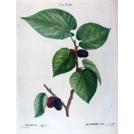 Antique Botanical Print – Pierre-Joseph Redouté – Black Mulberry