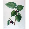 Black Mulberry (*Morus nigra*) / Mûrier noir Original engraving by Pierre-Joseph Redouté (c.1801-1819)