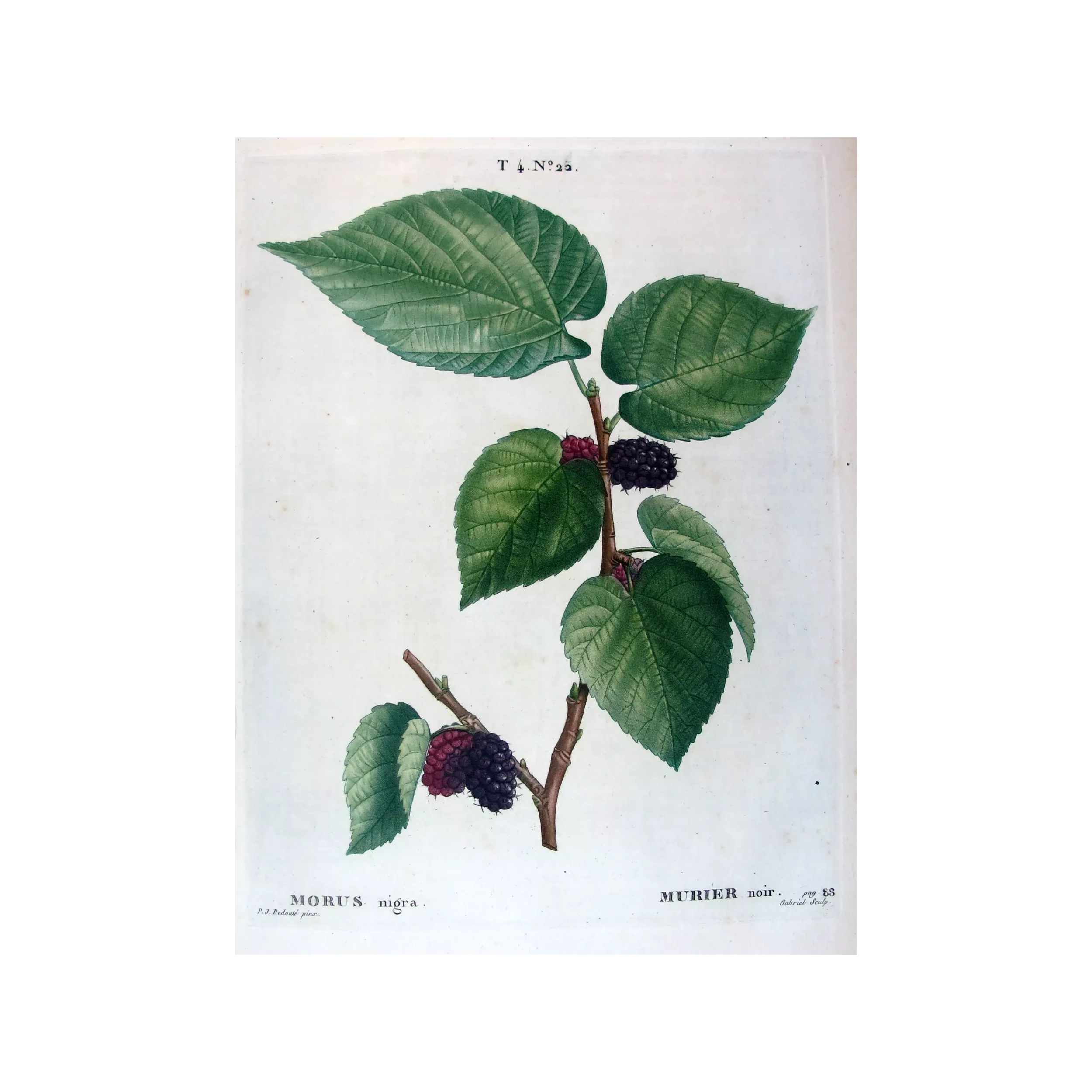Antique Botanical Print – Pierre-Joseph Redouté – Black Mulberry