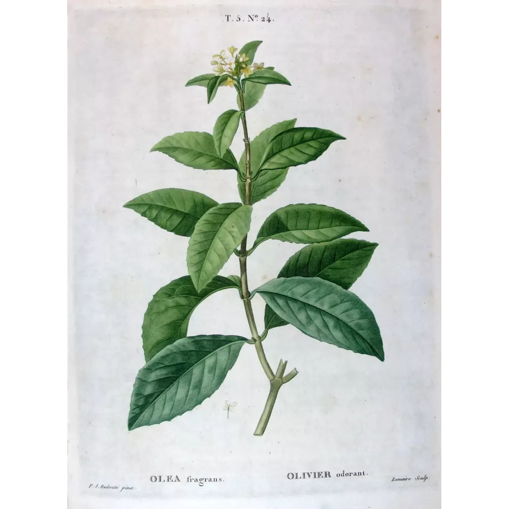 Redouté – Olive (Fragrans) – Antique Botanical Print