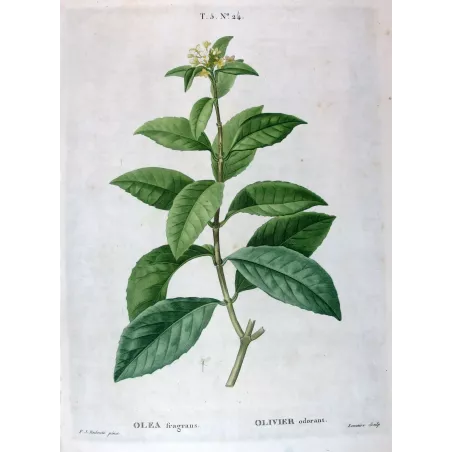 Diospyros lotus  Botanical Date-Plum by Redouté