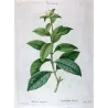 Olive Tree (*Olea europæa*) – Olivier d'Europe - var Olea Fragrans - Antique Botany Print – Pierre-Joseph Redouté (c.1801-1819)