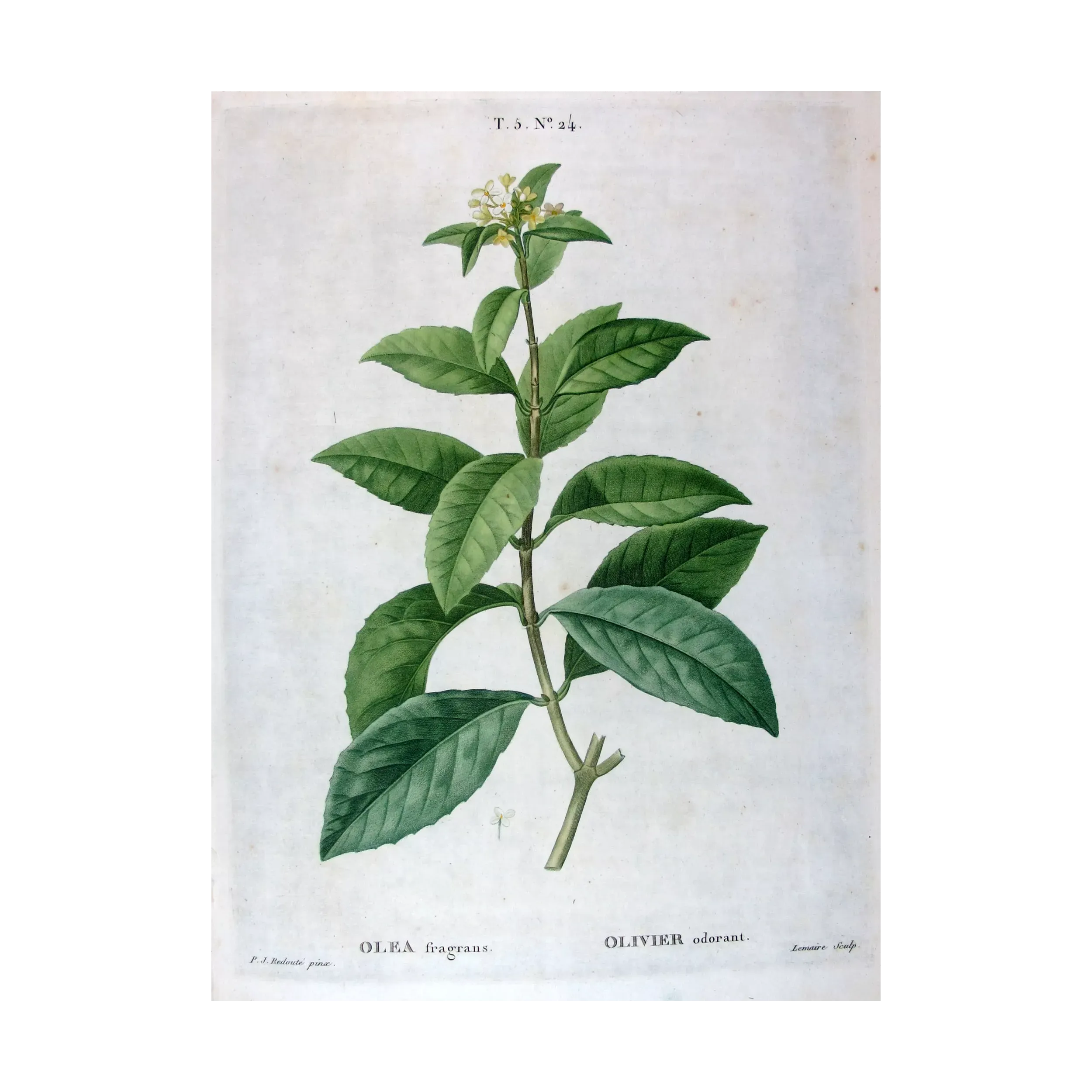 Antique Print by Pierre-Joseph Redouté – Olive Tree (Olea europæa)