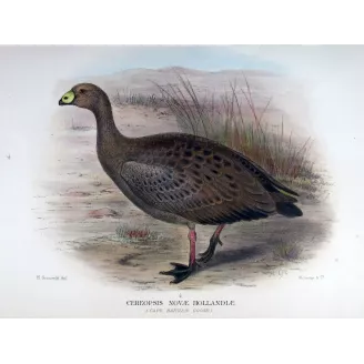 Cape Barren Goose by Henrik Grønvold – Birds of Australia