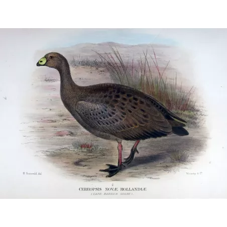 Cape Barren Goose by Henrik Grønvold – Birds of Australia