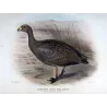 Cape Barren Goose (*Cereopsis novæ hollandiae*) – Original lithograph by Henrik Grønvold, Mathews (1910–27)