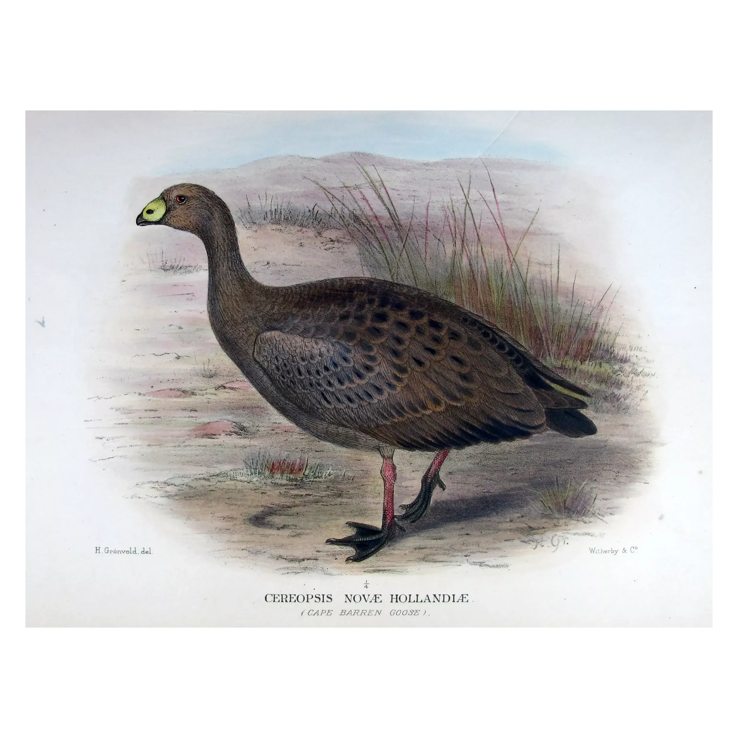 Cape Barren Goose by Henrik Grønvold – Birds of Australia