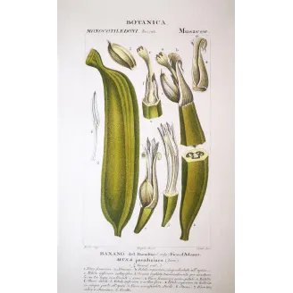Banana Tree & Plantain  Musa sapientum | Antique Print by Turpin