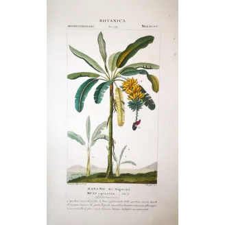 Banana Tree & Plantain  Musa sapientum | Antique Print by Turpin