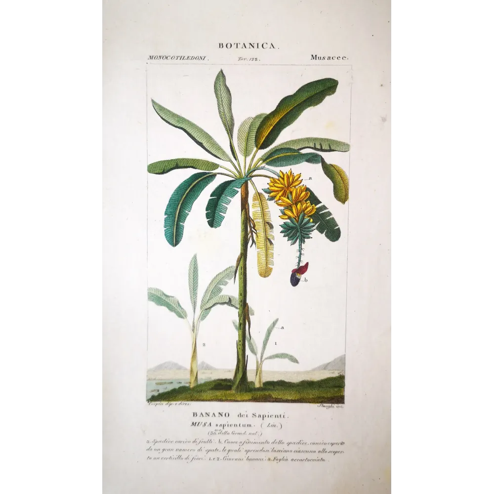 Banana Tree & Plantain  Musa sapientum | Antique Print by Turpin
