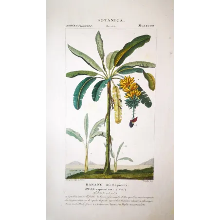 Banana Tree & Plantain  Musa sapientum | Antique Print by Turpin