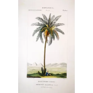 Date Palm  Phoenix dactylifera | Antique Botanical Prints by Turpin