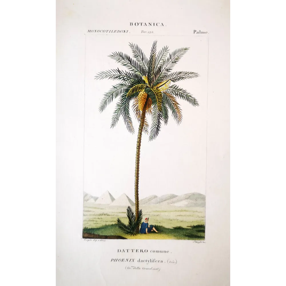 Date Palm  Phoenix dactylifera | Antique Botanical Prints by Turpin