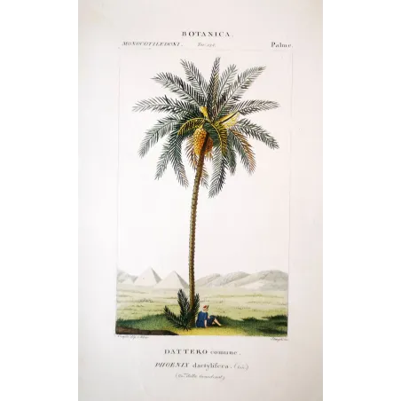 Date Palm  Phoenix dactylifera | Antique Botanical Prints by Turpin