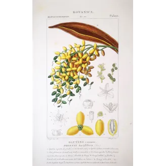 Date Palm  Phoenix dactylifera | Antique Botanical Prints by Turpin
