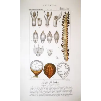 Sago Palm  Sagus Rumphii | Antique Botanical Prints by Turpin
