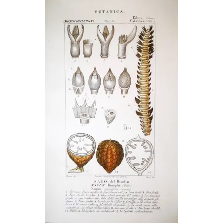 Antique Botanical Print – Pierre Jean François Turpin – Set With 2 Sago Palm  Sagus Rumphii