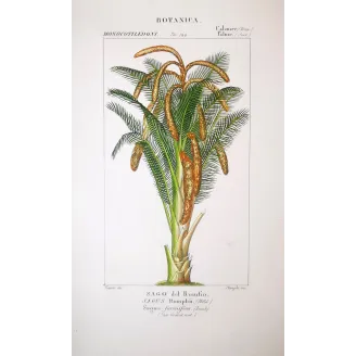 Sago Palm  Sagus Rumphii | Antique Botanical Prints by Turpin