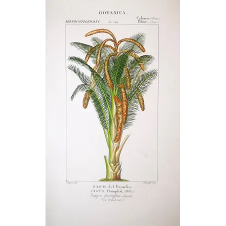 Sago Palm  Sagus Rumphii | Antique Botanical Prints by Turpin