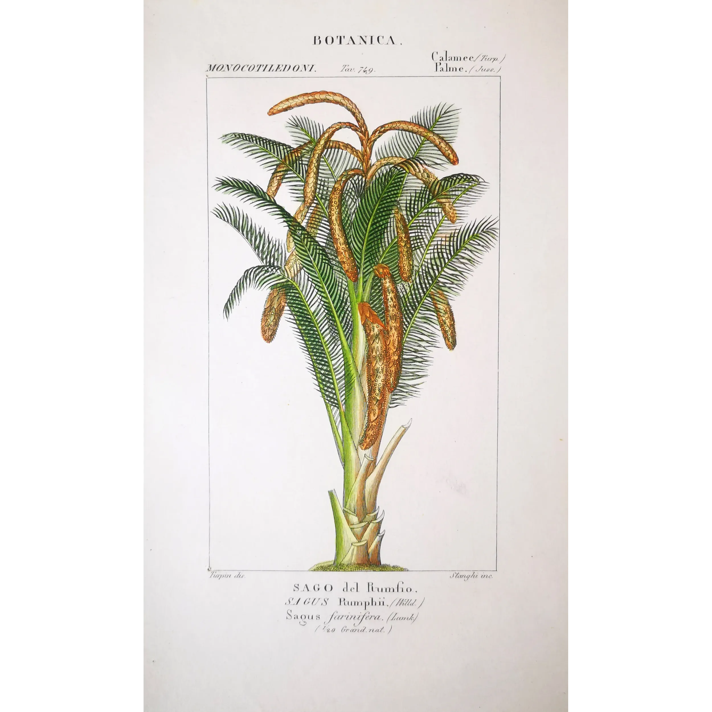Antique Botanical Print – Pierre Jean François Turpin – Set With 2 Sago Palm  Sagus Rumphii
