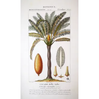 Cycas circinalis  Cicade delle Indie | Antique Botanical Print