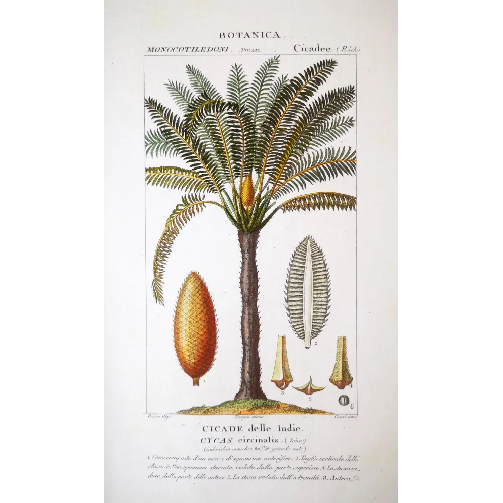 Cycas circinalis  Cicade delle Indie | Antique Botanical Print
