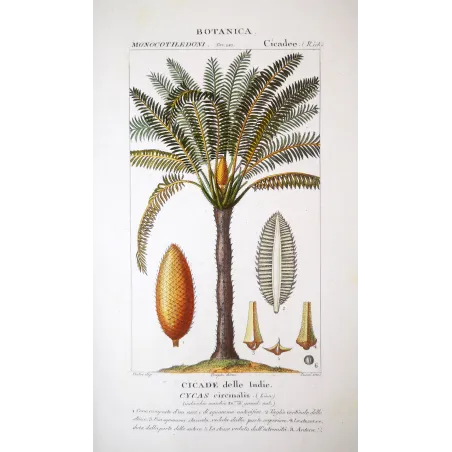Cycas circinalis  Cicade delle Indie | Antique Botanical Print