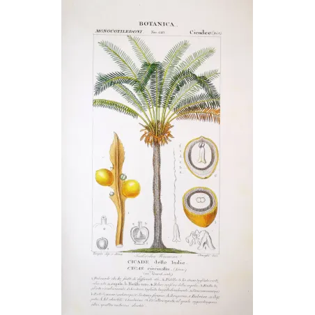 Cycas circinalis (female) | Antique Botanical Print by Turpin