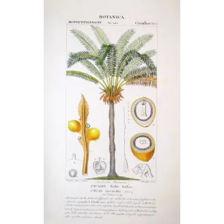 Cycas circinalis (female) | Antique Botanical Print by Turpin