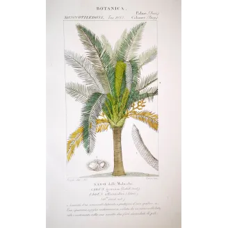 Sagus officinalis  Sago delle Molucche | Antique Print by Turpin