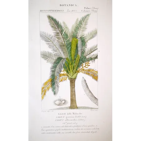 Sagus officinalis  Sago delle Molucche | Antique Print by Turpin