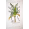 Sagus officinalis Sago delle Molucche Antique  Botanical Print