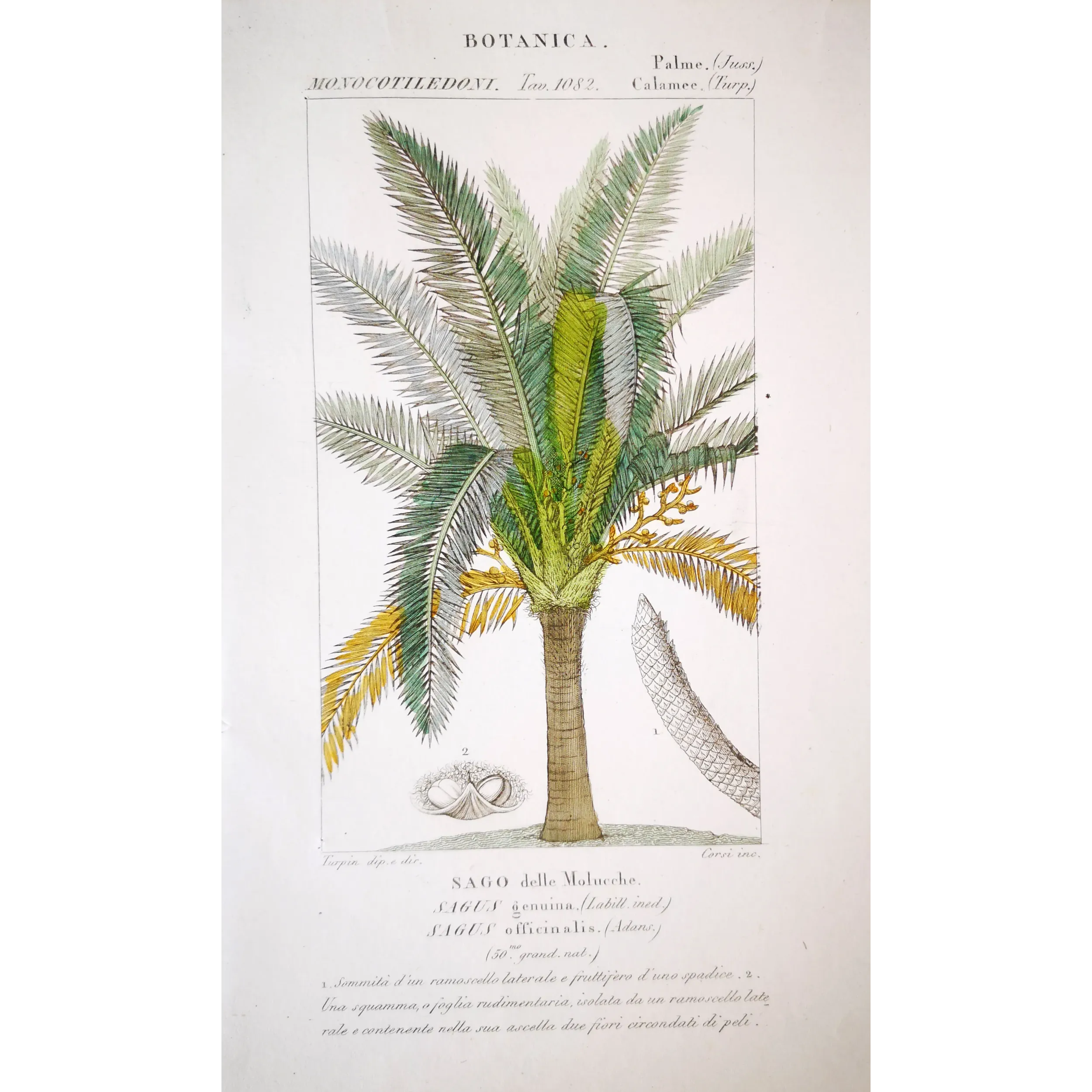 Antique Botanical Print – Pierre Jean François Turpin – Sagus officinalis Sago delle Molucche Antique  Botanical Print