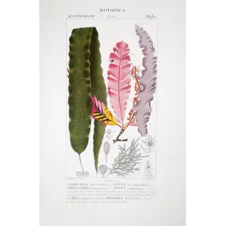 Antique Algae Prints Set of 7 by Turpin and Prêtre