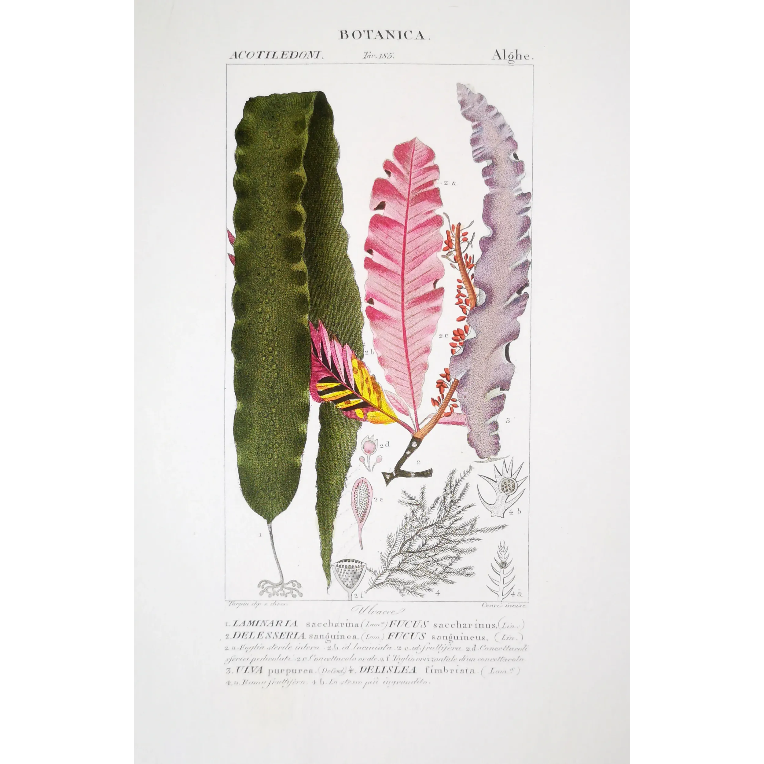 Antique Print by Pierre Jean François Turpin – Set with 7 Algae Studies Original Antique  Botanical Prints by Turpin and Prêtre