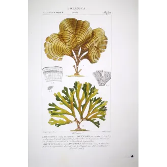 Antique Algae Prints Set of 7 by Turpin and Prêtre