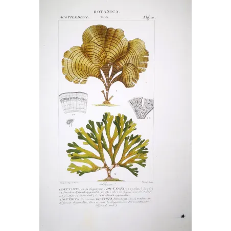 Antique Print by Pierre Jean François Turpin – Set with 7 Algae Studies Original Antique  Botanical Prints by Turpin and Prêtre