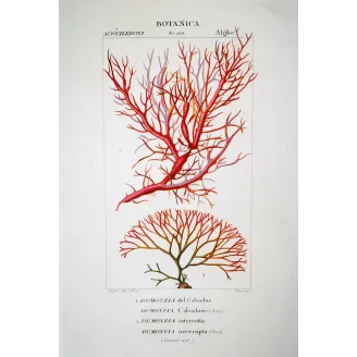 Antique Algae Prints Set of 7 by Turpin and Prêtre