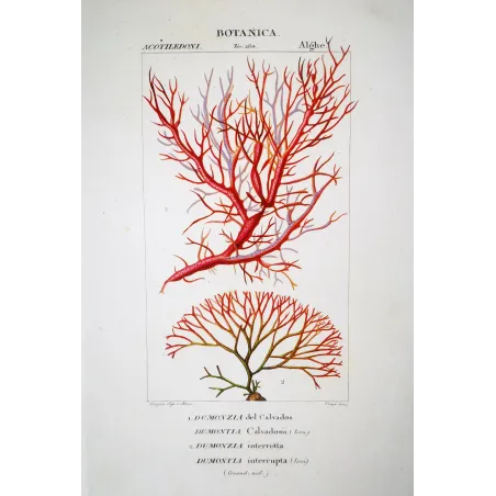 Antique Print by Pierre Jean François Turpin – Set with 7 Algae Studies Original Antique  Botanical Prints by Turpin and Prêtre