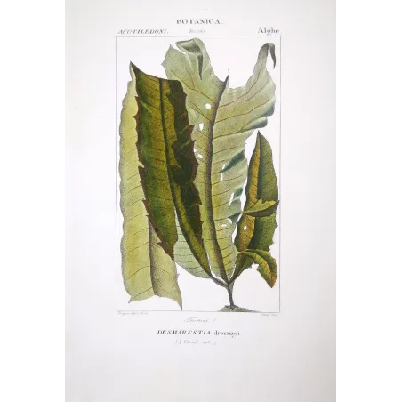 Antique Print by Pierre Jean François Turpin – Set with 7 Algae Studies Original Antique  Botanical Prints by Turpin and Prêtre
